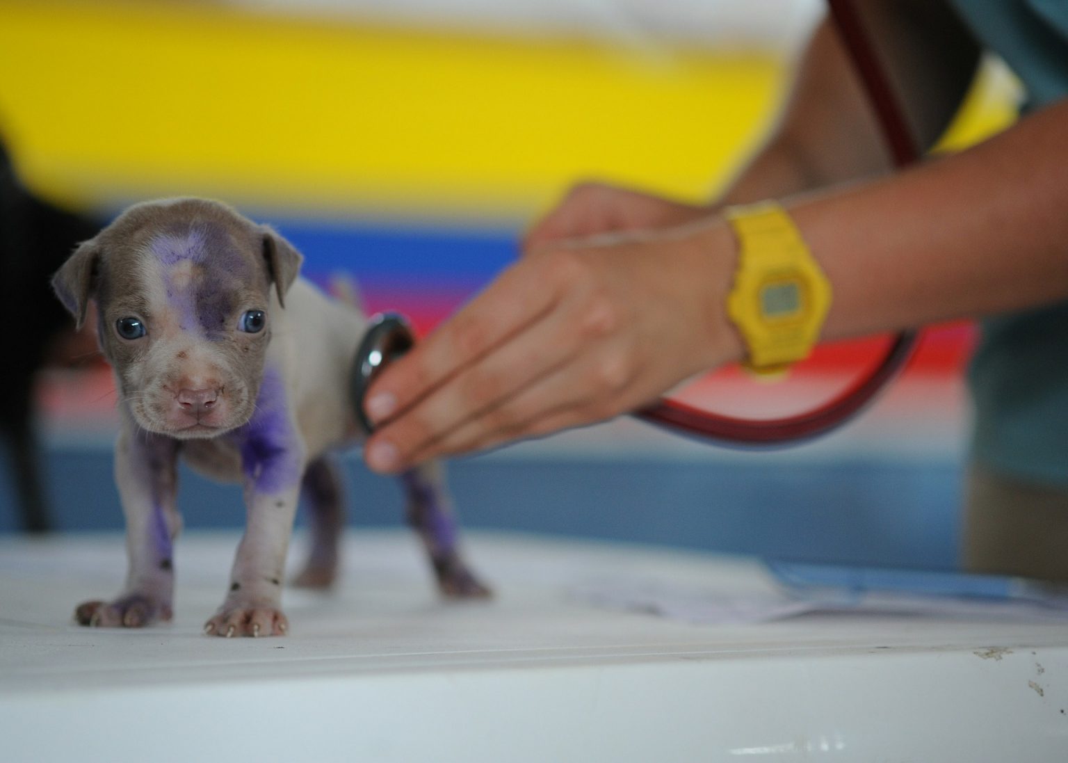 Dog Care Insurance Policy Set Your Pet First Mid South